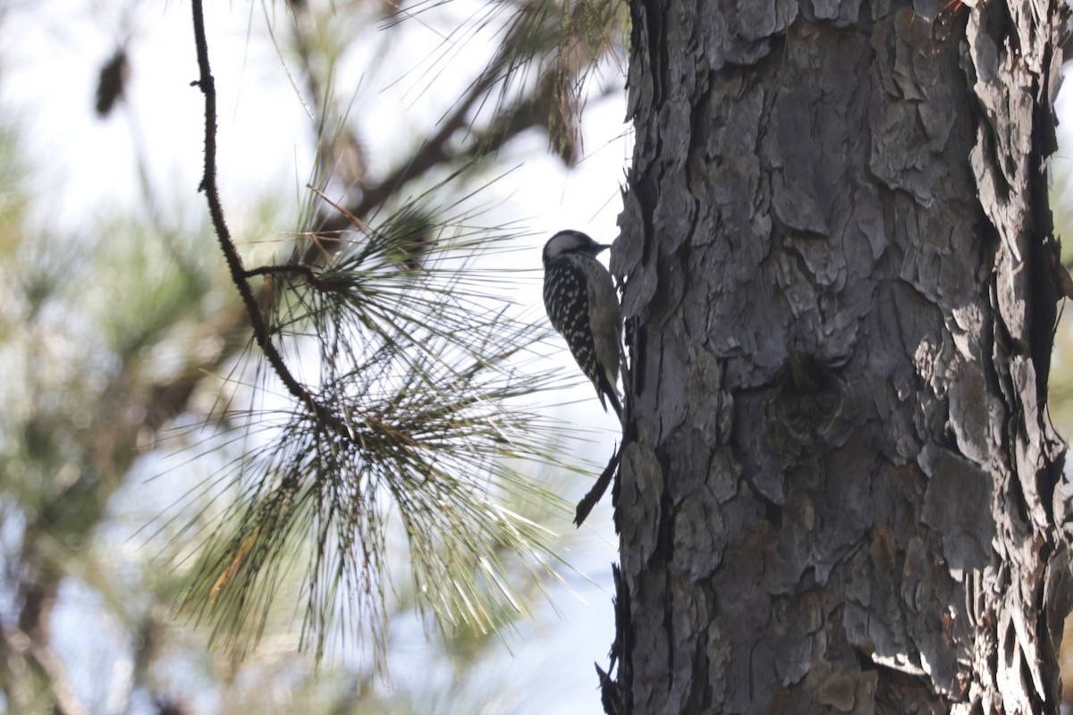 Red-cockaded Woodpecker - ML642969221