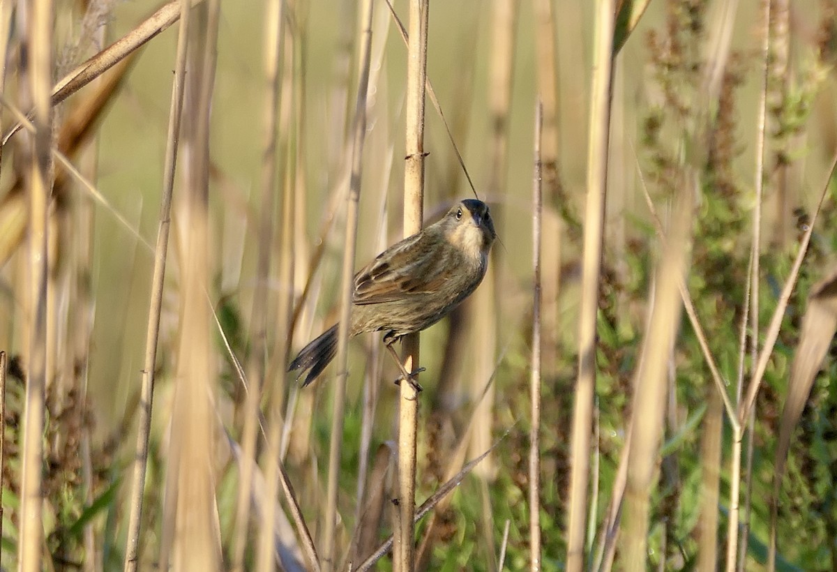 Nelson's Sparrow (Atlantic Coast) - ML642969226