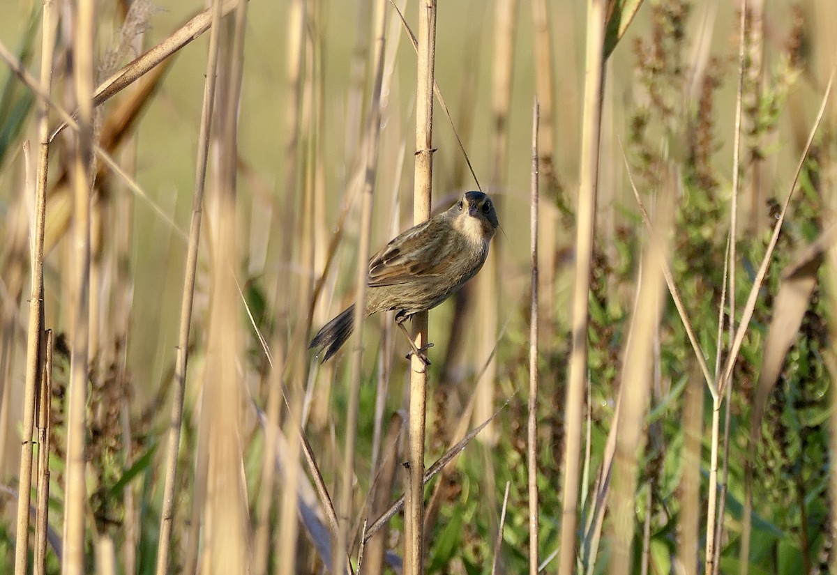 Nelson's Sparrow (Atlantic Coast) - ML642969228