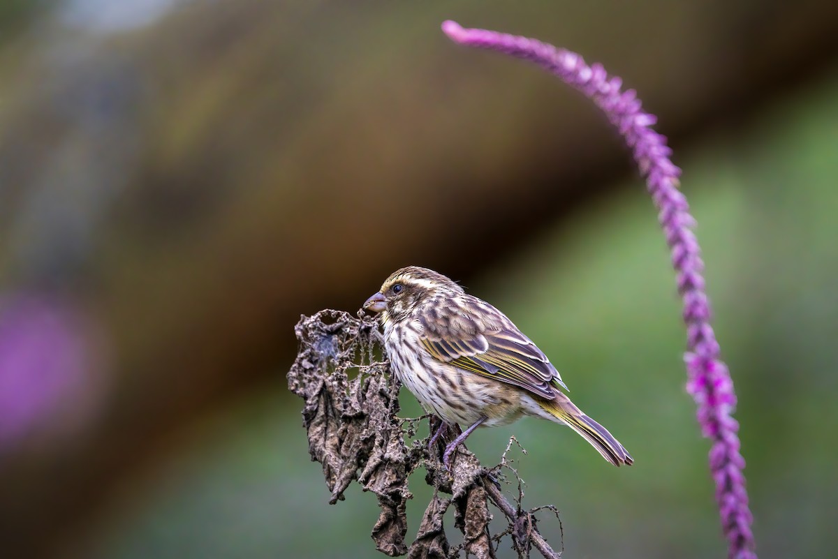 Streaky Seedeater - ML642969230