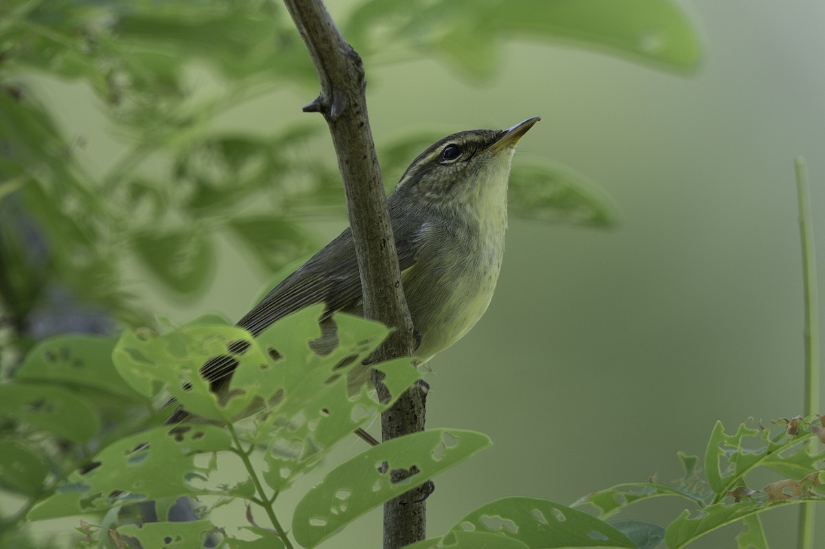 Arctic Warbler - ML642969235