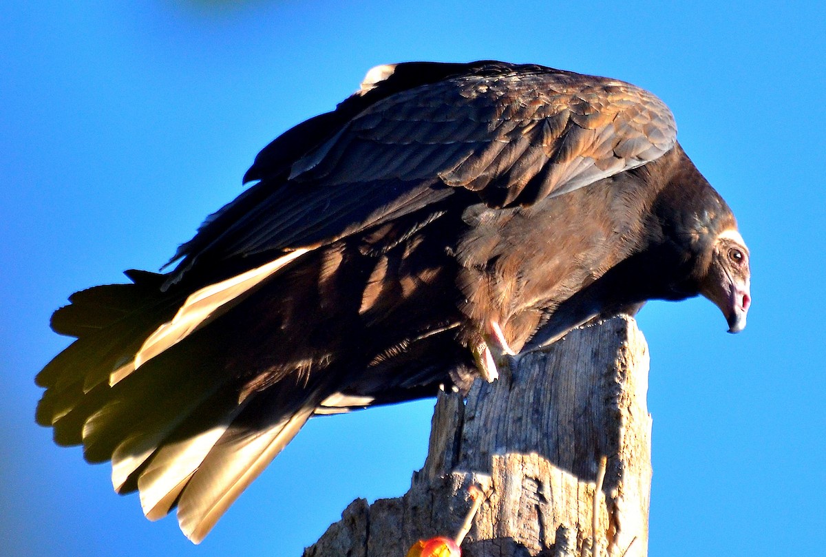 kondor krocanovitý - ML642969240