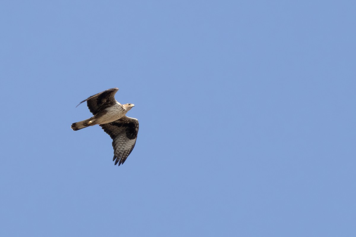 Aigle de Bonelli - ML642969241