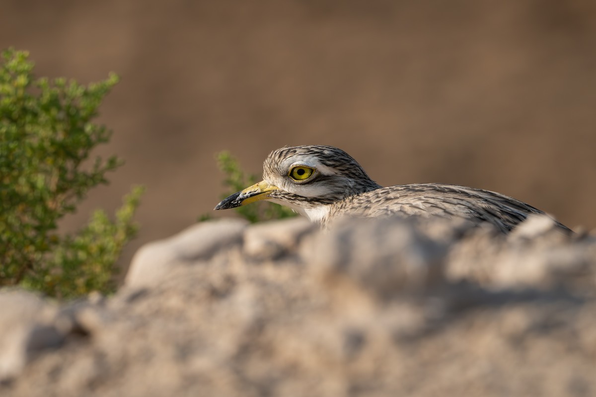 Eurasian Thick-knee - ML642969248