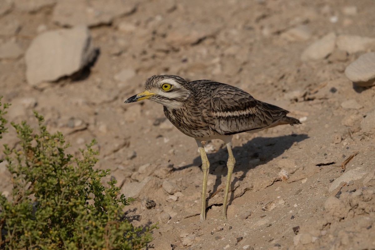 Eurasian Thick-knee - ML642969249