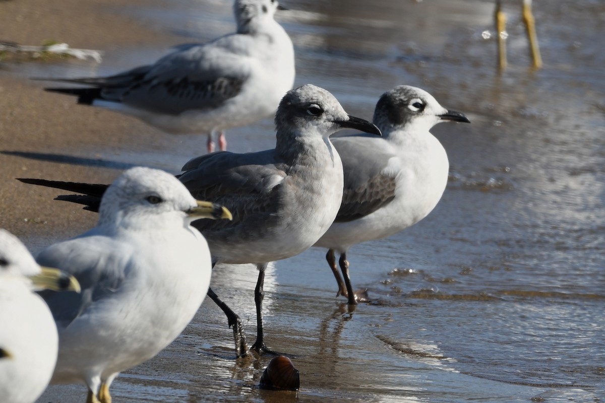 Laughing Gull - ML642969302