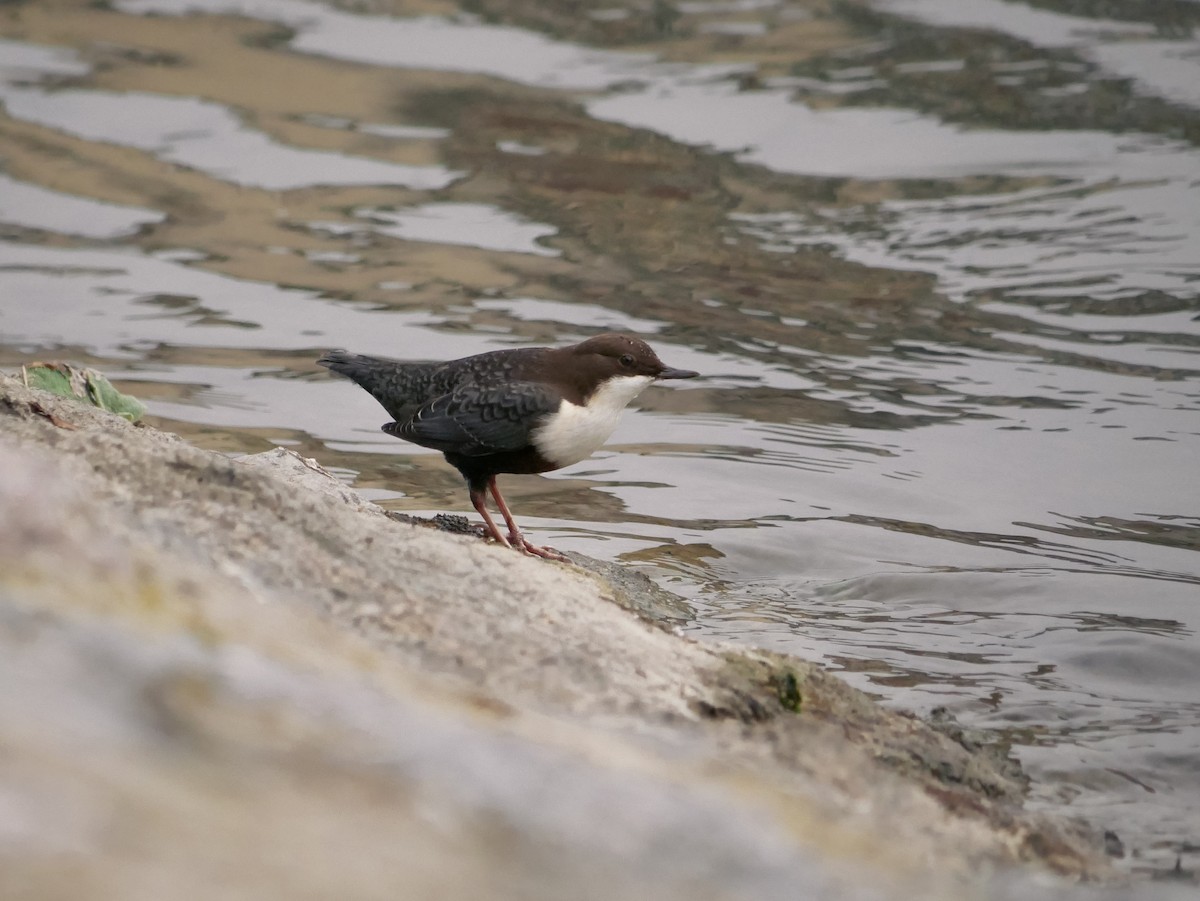 White-throated Dipper - ML642969308