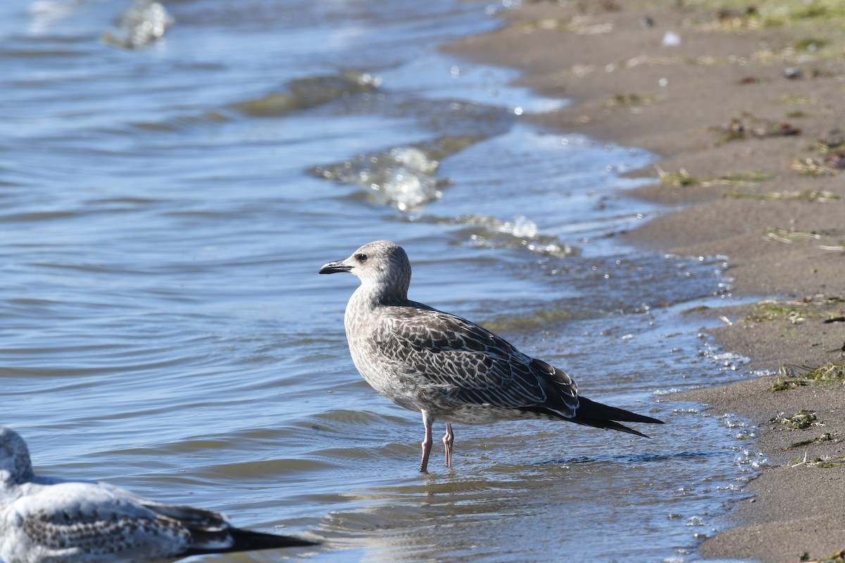 Lesser Black-backed Gull - ML642969313