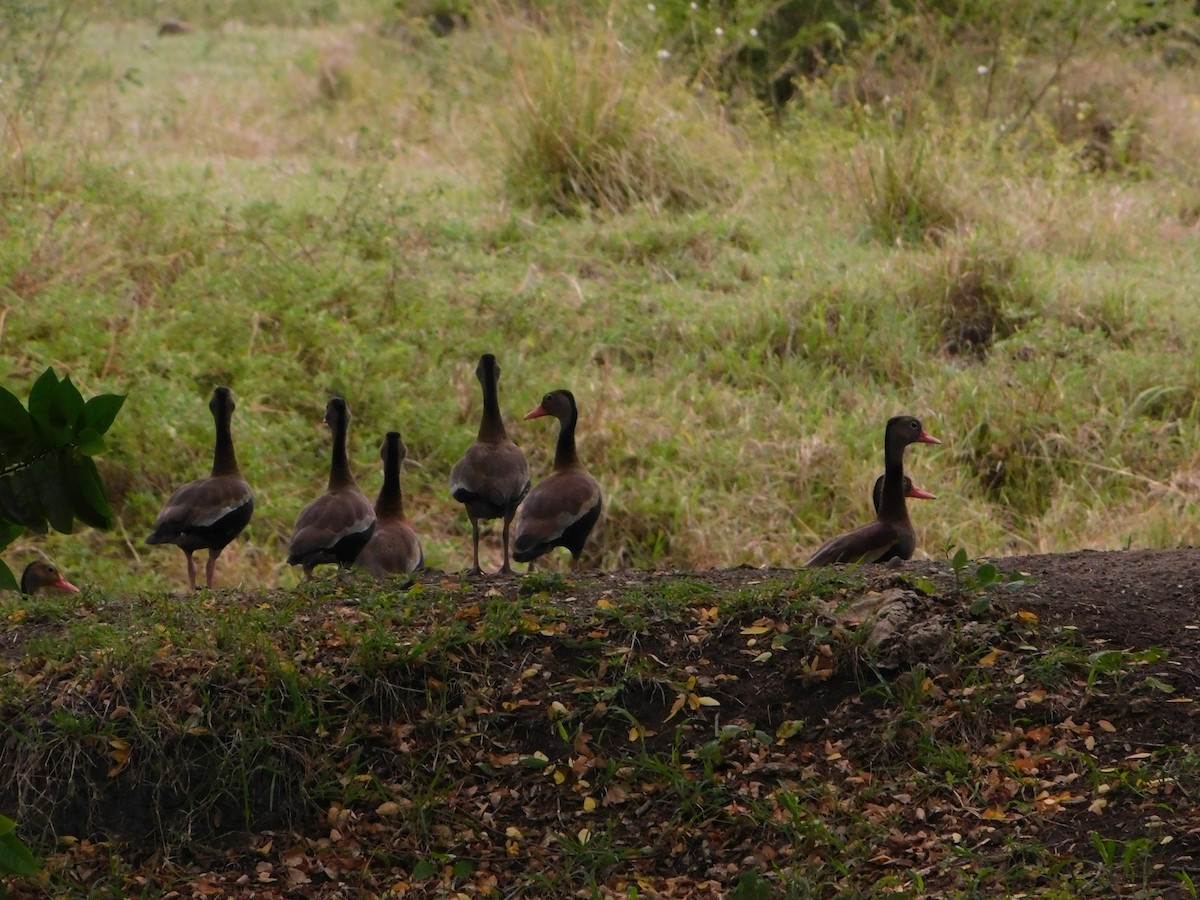 Black-bellied Whistling-Duck - ML642969356