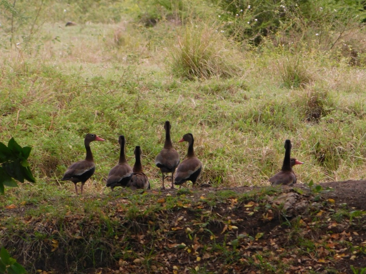 Black-bellied Whistling-Duck - ML642969357