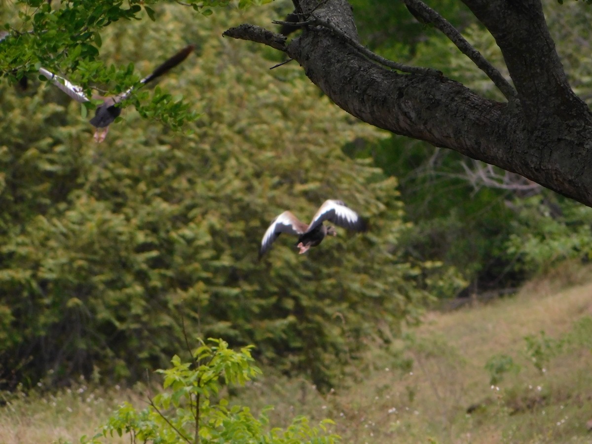 Black-bellied Whistling-Duck - ML642969358