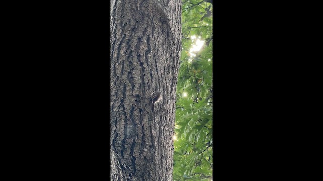 Brown Creeper - ML642969362