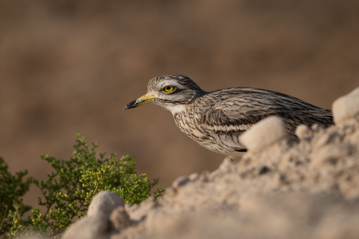 Eurasian Thick-knee - ML642969364