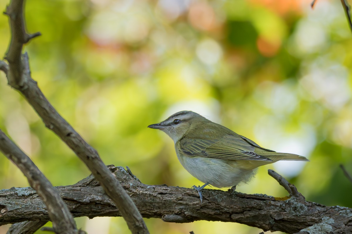 Red-eyed Vireo - ML642969380