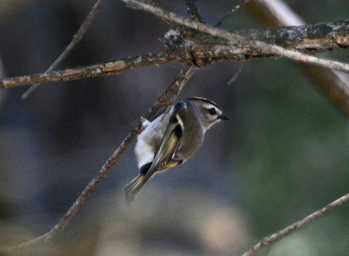 Golden-crowned Kinglet - ML642969381