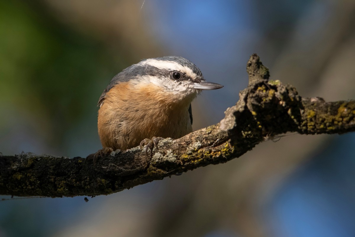 Red-breasted Nuthatch - Sue Barth