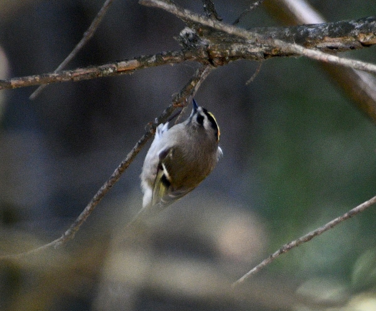 Golden-crowned Kinglet - ML642969407