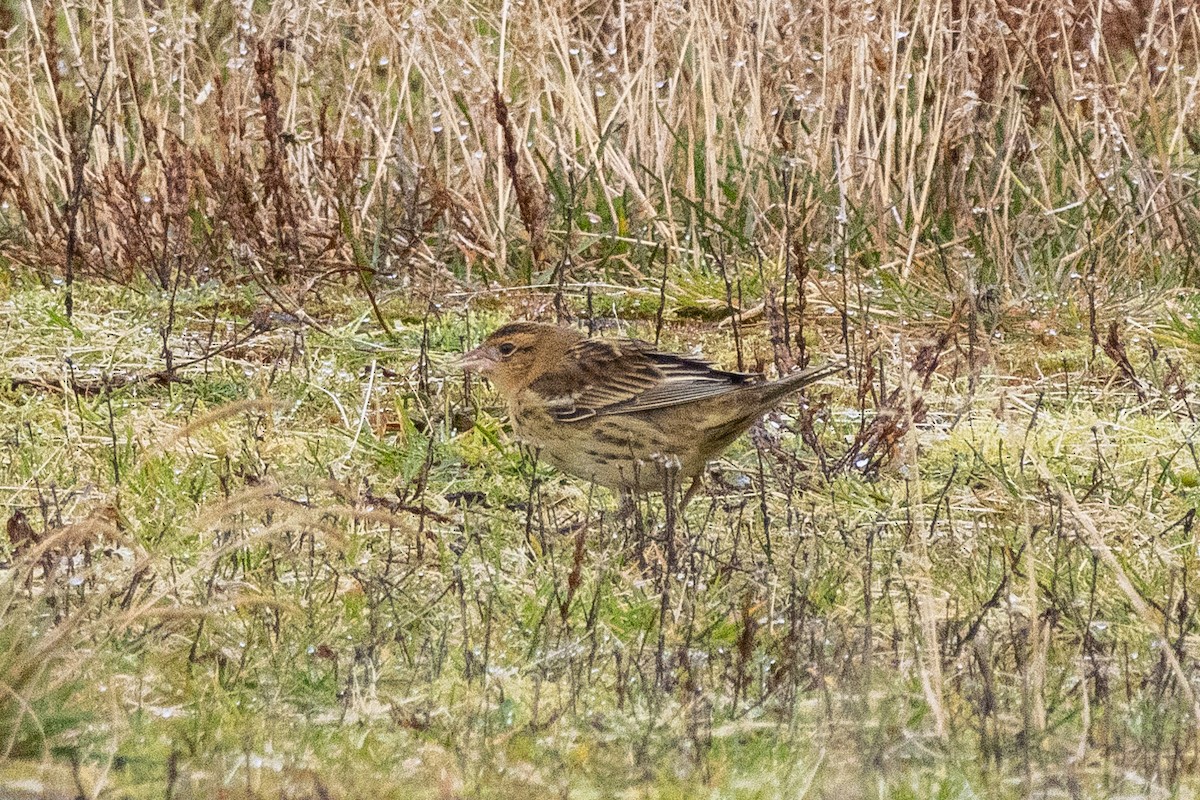 bobolink americký - ML642969412