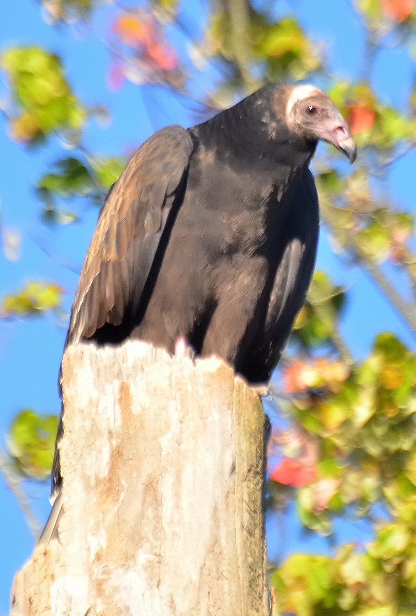 kondor krocanovitý - ML642969420