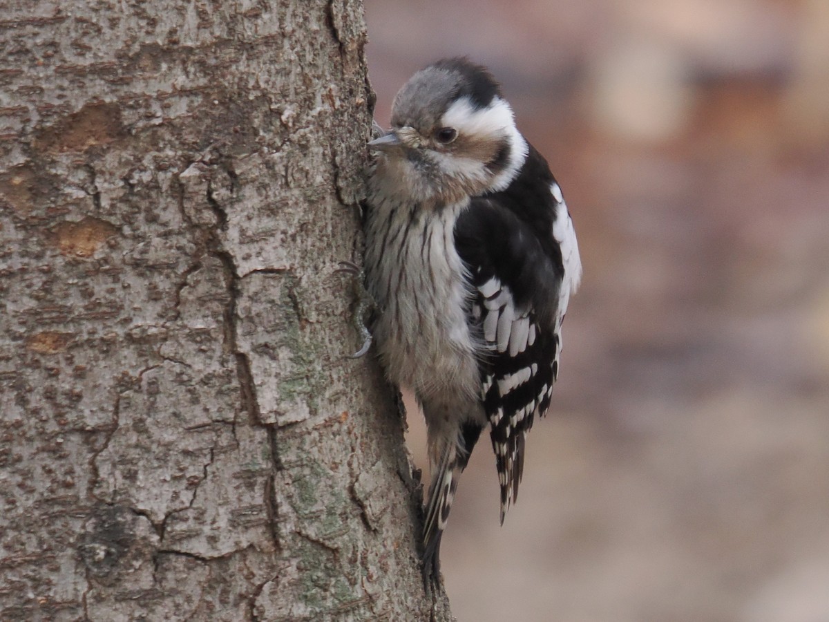 Gray-capped Pygmy Woodpecker - ML642969456