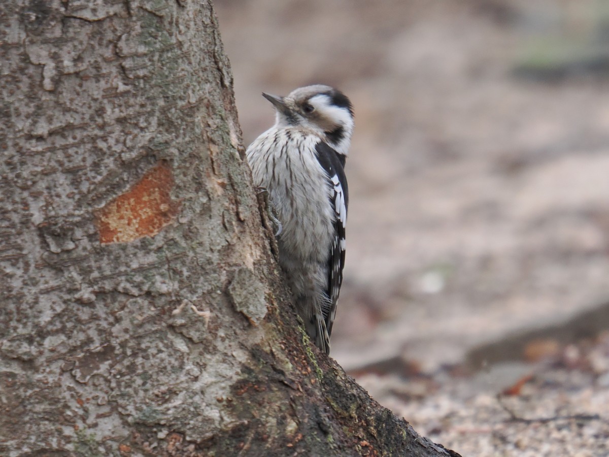 Gray-capped Pygmy Woodpecker - ML642969457