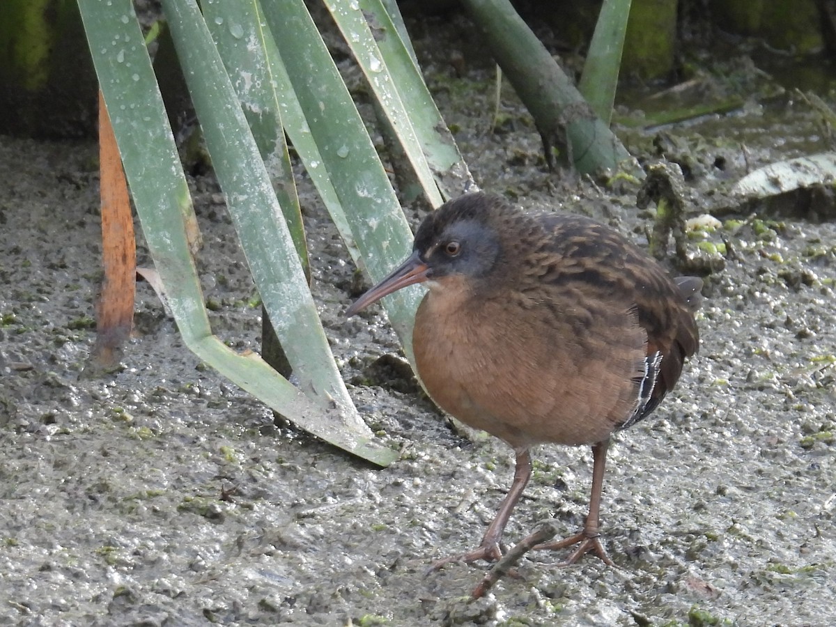 Virginia Rail - ML642969481