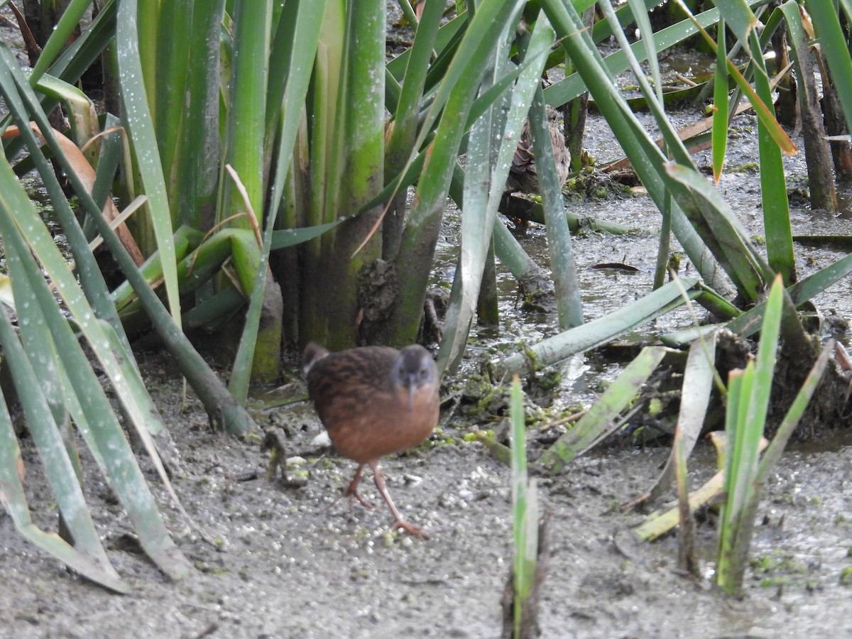 Virginia Rail - ML642969482