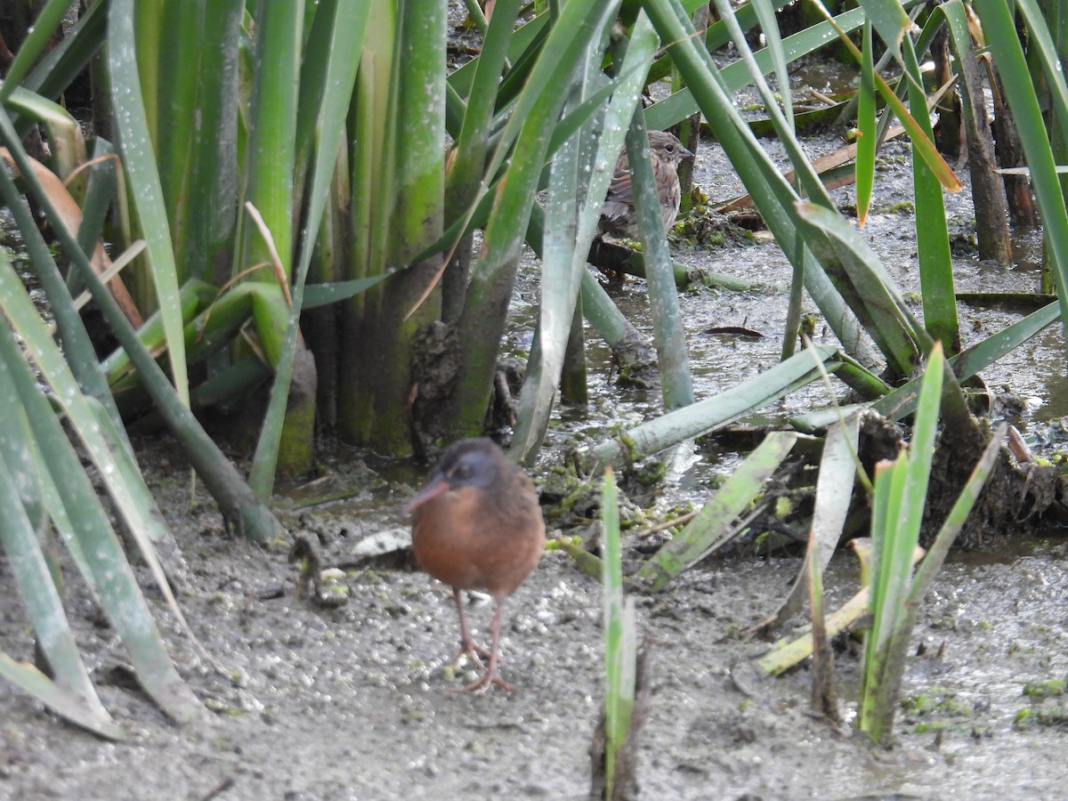 Virginia Rail - ML642969483