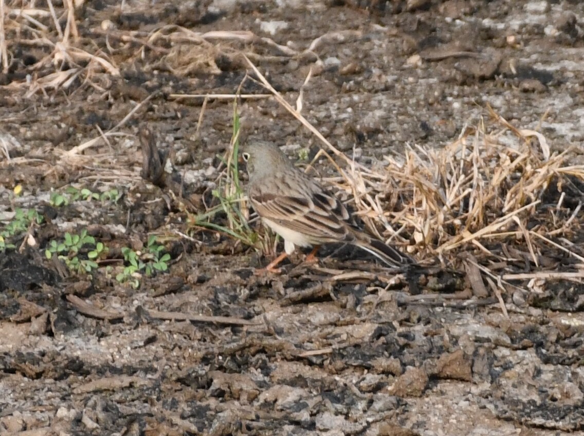 Gray-necked Bunting - ML642969484