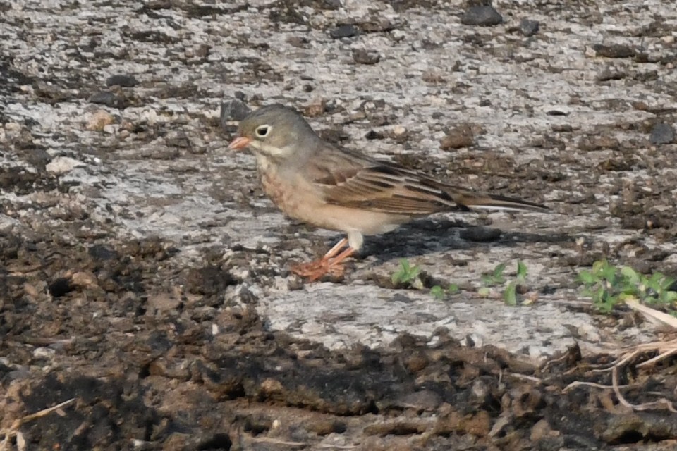 Gray-necked Bunting - ML642969485