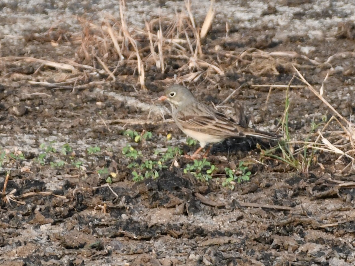 Gray-necked Bunting - ML642969486