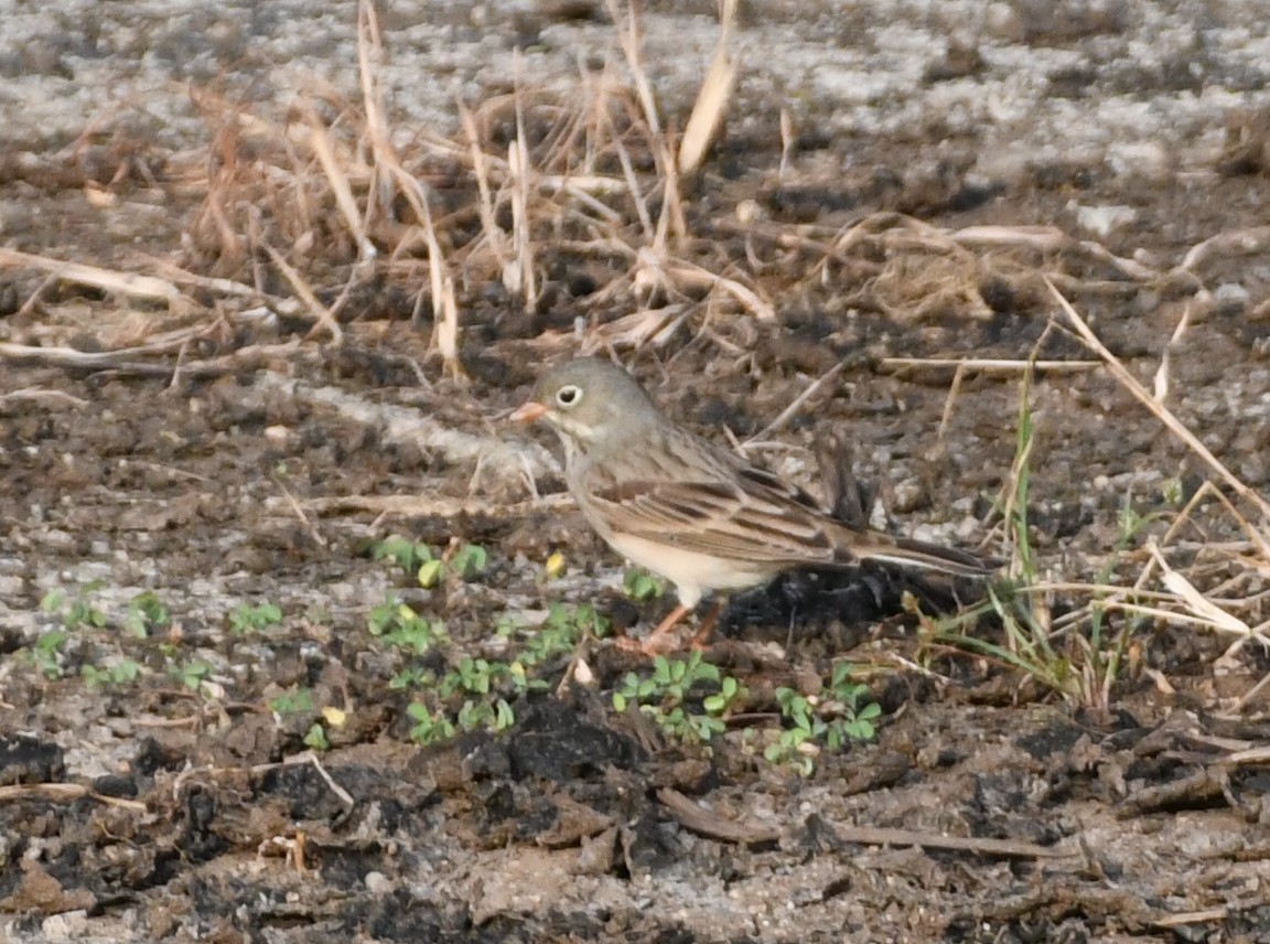 Gray-necked Bunting - ML642969487