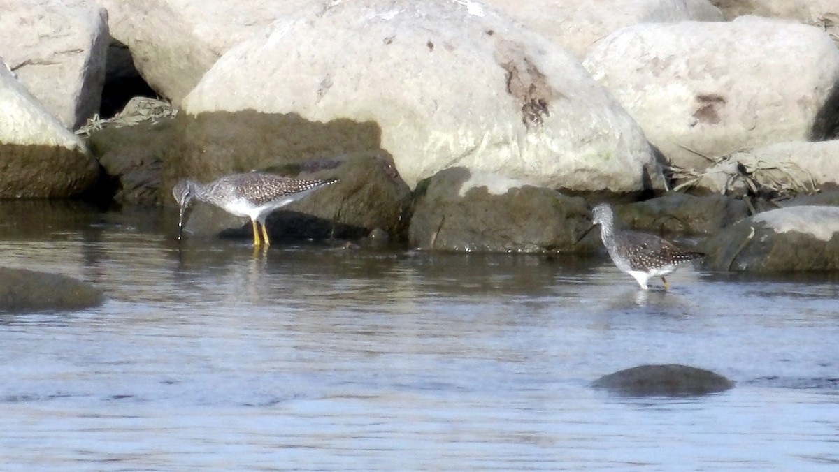 Greater Yellowlegs - ML642969537