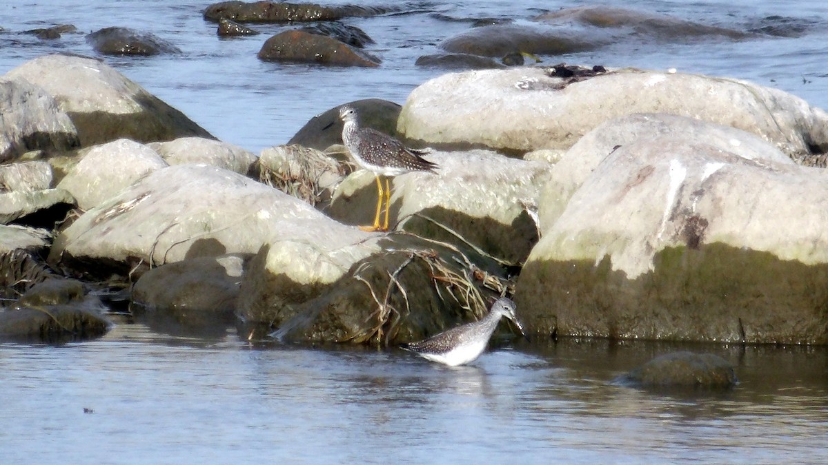 Greater Yellowlegs - ML642969538