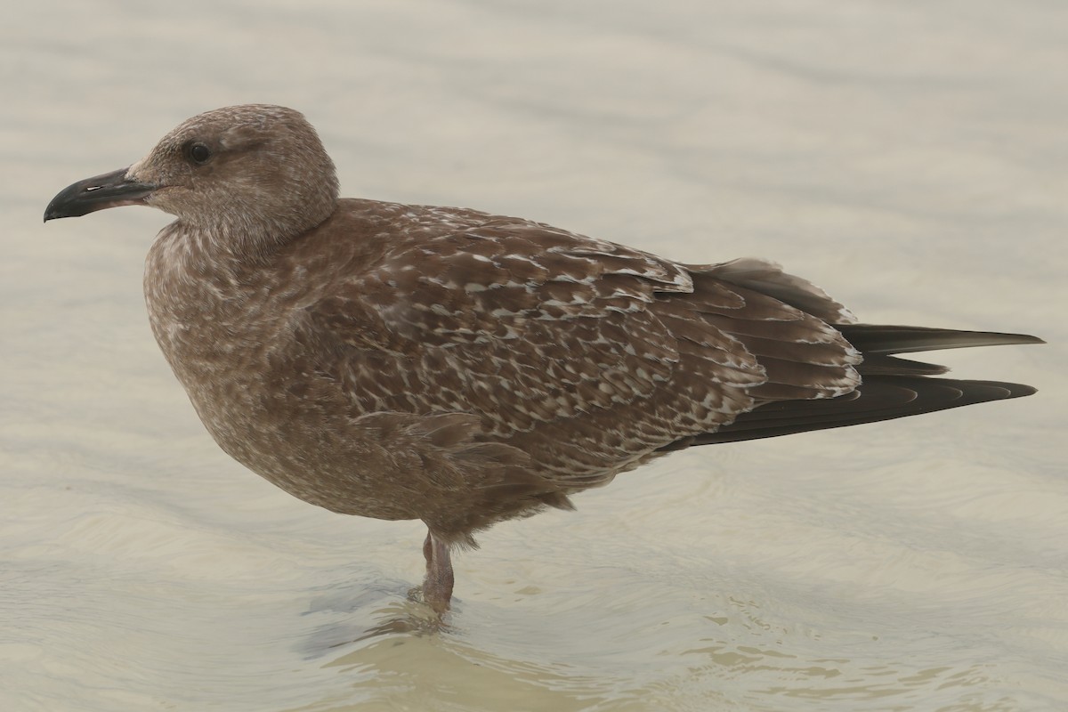American Herring Gull - ML642969569
