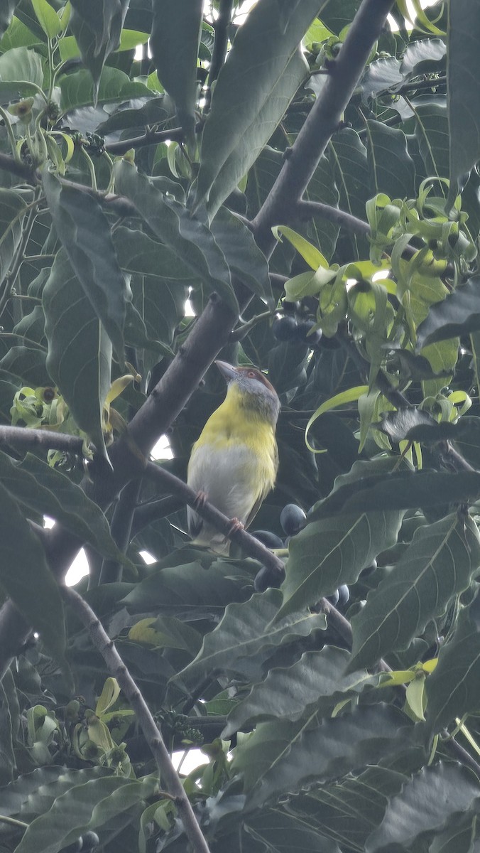 Rufous-browed Peppershrike - ML642969572