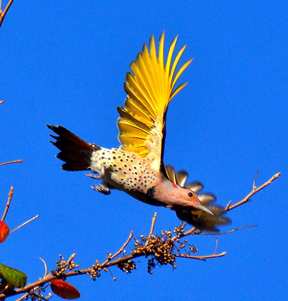 datel zlatý - ML642969573