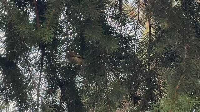 Golden-crowned Kinglet - ML642969579