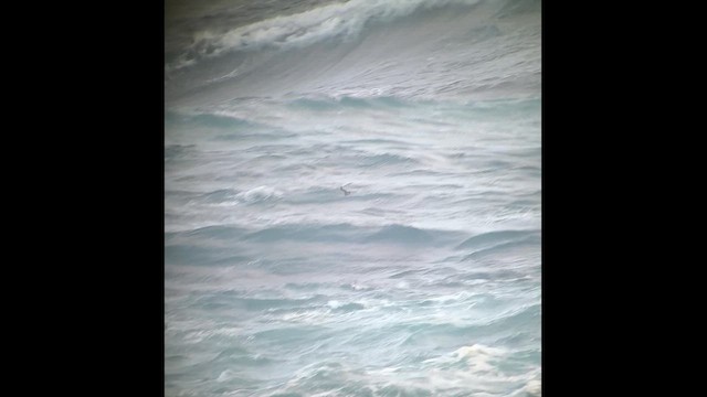 Long-tailed Jaeger - ML642969584