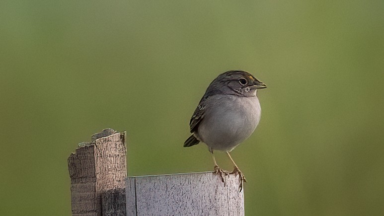 Grassland Sparrow - ML642969586