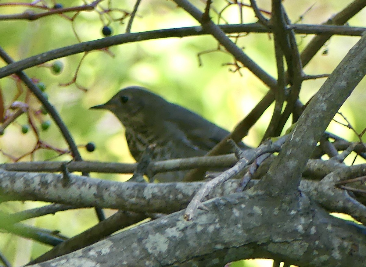 Gray-cheeked Thrush - ML642969596