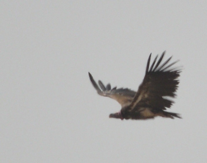Lappet-faced Vulture - ML642969634