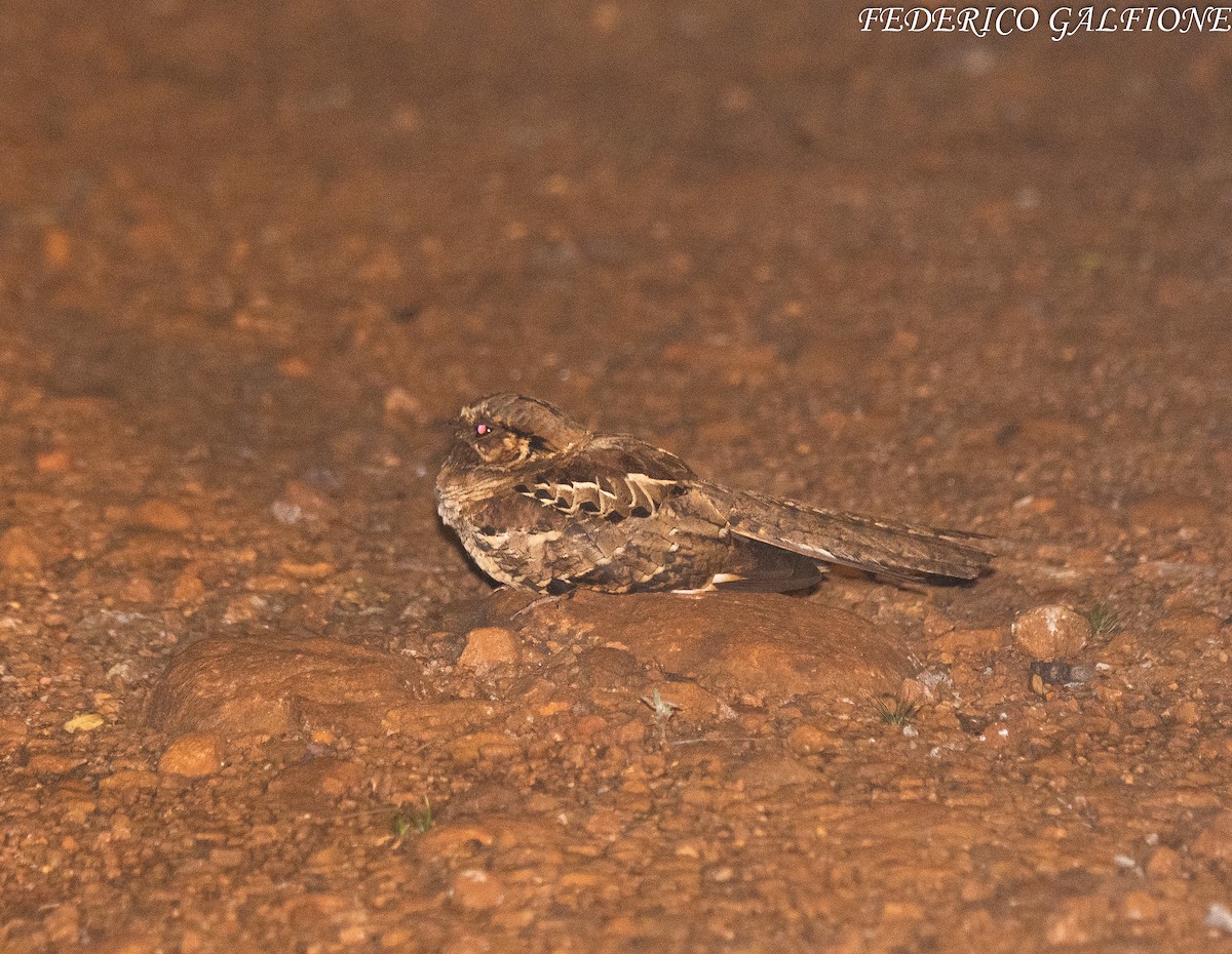 Common Pauraque - ML642969635