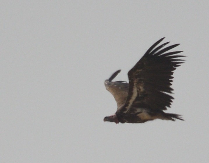 Lappet-faced Vulture - ML642969637