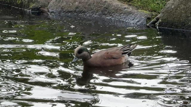 American Wigeon - ML642969640