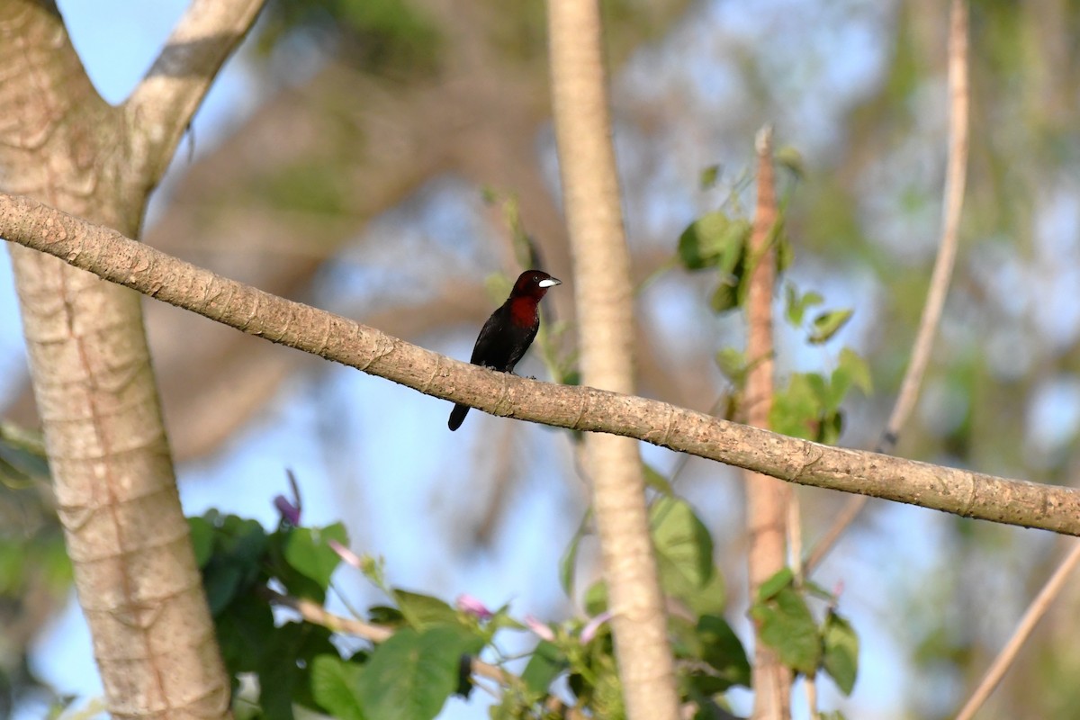 Silver-beaked Tanager - ML642969642
