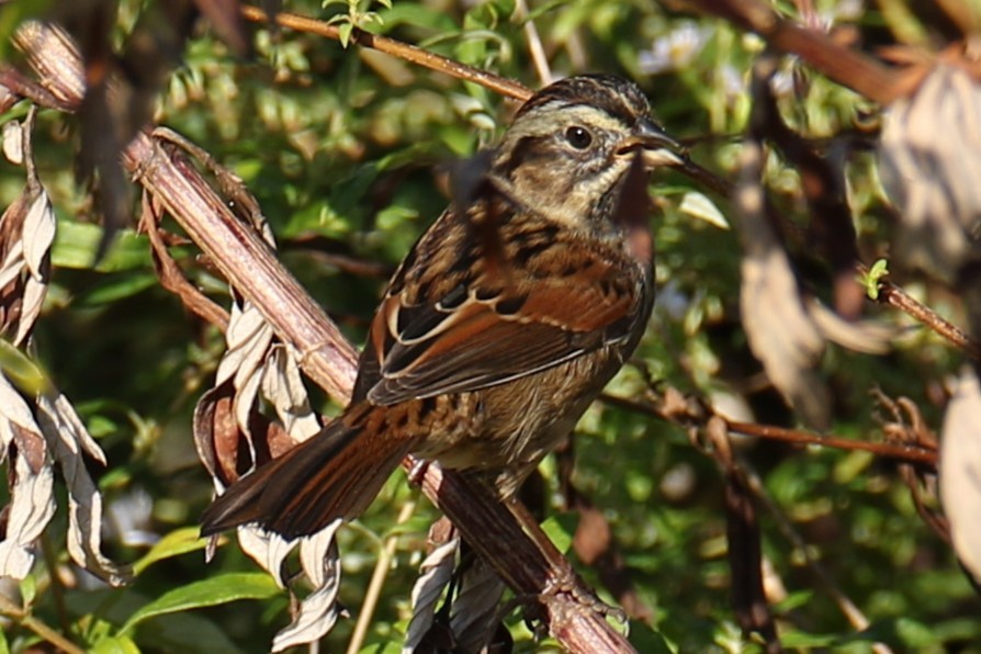 Swamp Sparrow - ML642969643