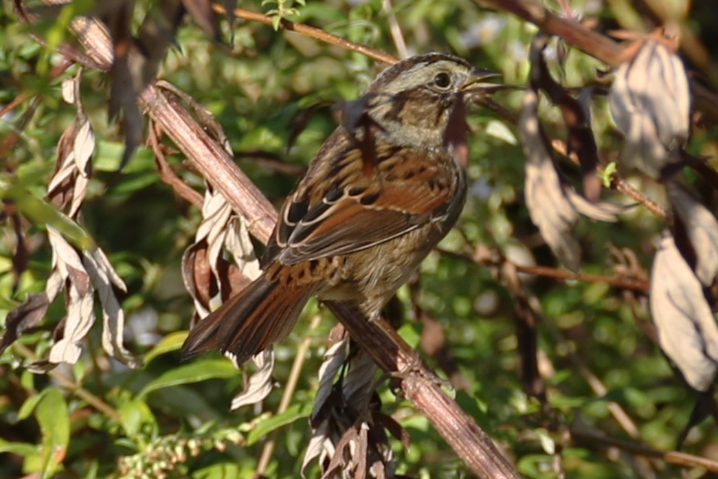 Swamp Sparrow - ML642969646