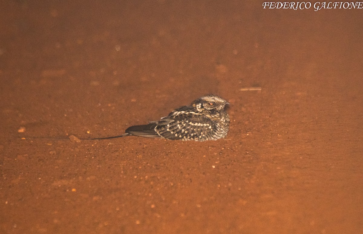 Scissor-tailed Nightjar - ML642969651