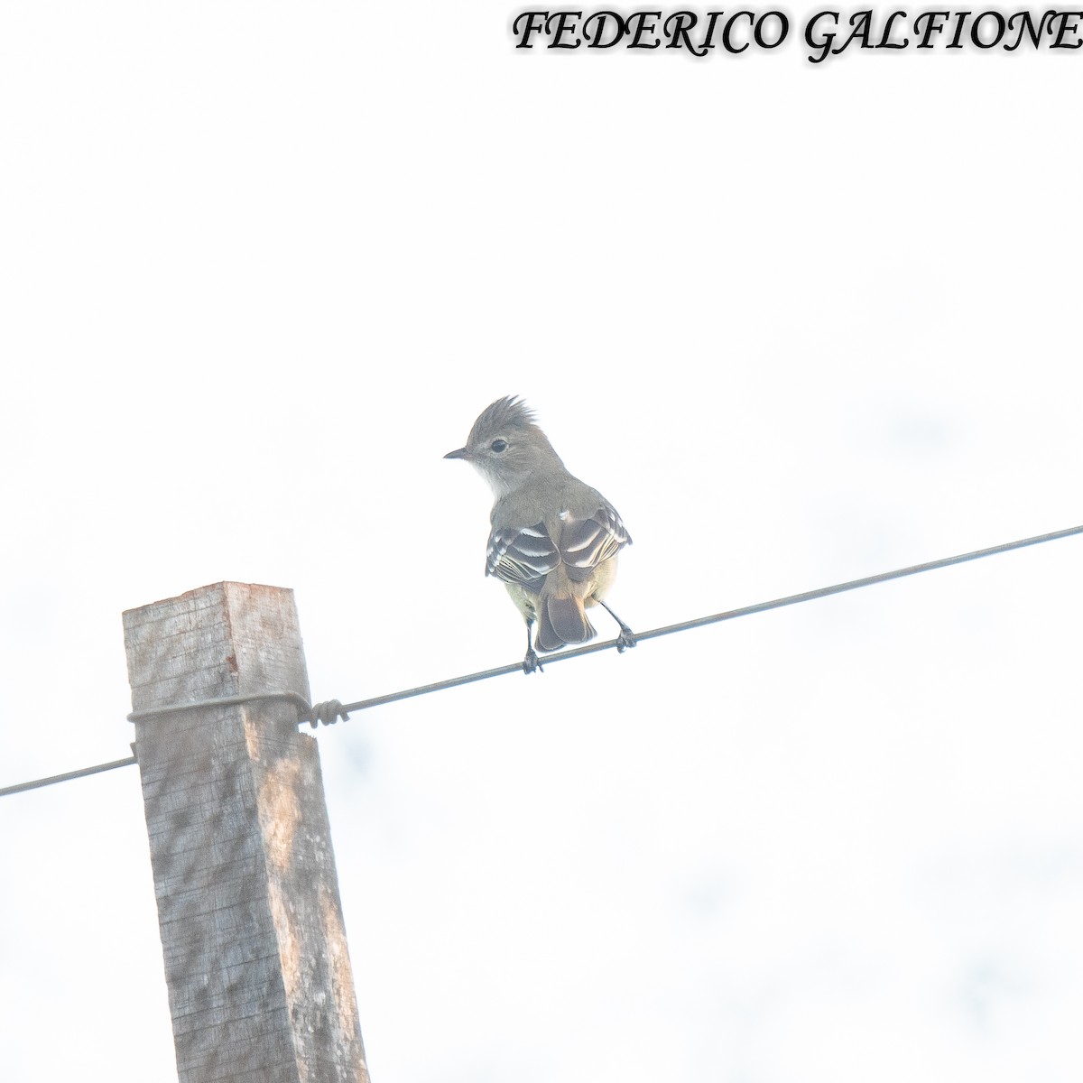 Yellow-bellied Elaenia - ML642969656